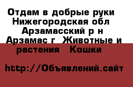 Отдам в добрые руки - Нижегородская обл., Арзамасский р-н, Арзамас г. Животные и растения » Кошки   